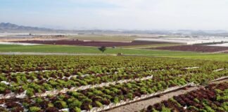 Las explotaciones agrícolas del entorno del Mar Menor deben comunicar el volumen de agua tomada antes de fin de año