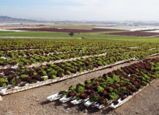 Las explotaciones agrícolas del entorno del Mar Menor deben comunicar el volumen de agua tomada antes de fin de año