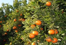 El gobierno valenciano fomenta el consumo de naranjas y clementinas en la campaña de Navidad