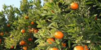 El gobierno valenciano fomenta el consumo de naranjas y clementinas en la campaña de Navidad