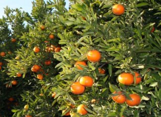 El gobierno valenciano fomenta el consumo de naranjas y clementinas en la campaña de Navidad