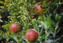 La Conselleria de Agricultura ayudará con casi 12.000.000 de euros la conversión y mantenimiento de agricultura ecológica en el marco de la PAC 2021