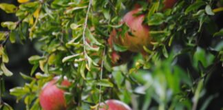 La Conselleria de Agricultura ayudará con casi 12.000.000 de euros la conversión y mantenimiento de agricultura ecológica en el marco de la PAC 2021