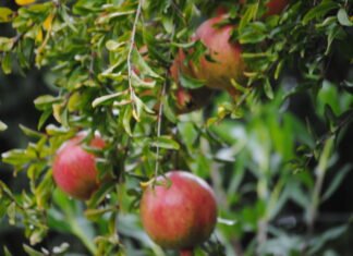 La Conselleria de Agricultura ayudará con casi 12.000.000 de euros la conversión y mantenimiento de agricultura ecológica en el marco de la PAC 2021