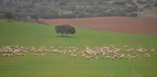 Se adelantan las ayudas para ganaderos de extensivo en Castilla La Mancha para paliar los posibles daños por ataques de buitre o lobo