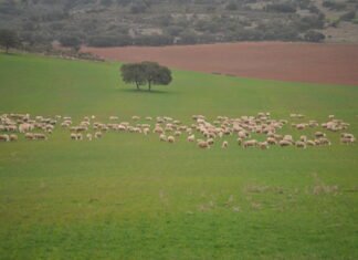 Se adelantan las ayudas para ganaderos de extensivo en Castilla La Mancha para paliar los posibles daños por ataques de buitre o lobo