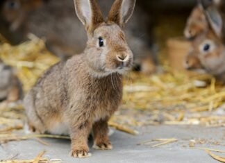 Ximo Puig destina 275.000 euros a explotaciones de conejos afectadas por la suspensión de actividad con motivo de la COVID-19