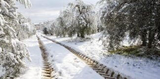 Agricultores y ganaderos de la provincia de Madrid estiman en 46 millones de euros las pérdidas tras el paso de la borrasca Filomena