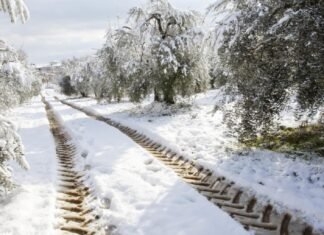 Agricultores y ganaderos de la provincia de Madrid estiman en 46 millones de euros las pérdidas tras el paso de la borrasca Filomena