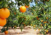 El Consell aprueba la declaración de emergencia para el suministro de productos fitosanitarios de control del «cotonet» en cítricos