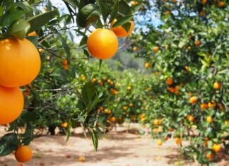 El Consell aprueba la declaración de emergencia para el suministro de productos fitosanitarios de control del «cotonet» en cítricos