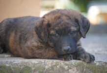 Onda logra «sacrifico cero» en animales domésticos al conseguir familia de adopción a 71 mascotas abandonadas en 2020