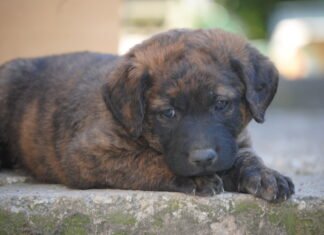 Onda logra «sacrifico cero» en animales domésticos al conseguir familia de adopción a 71 mascotas abandonadas en 2020