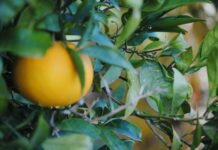 Agricultura aumenta un 17 % los fondos destinados a subvencionar el seguro agrario de los agricultores y ganaderos de la Comunitat Valenciana