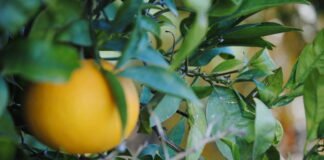 Agricultura aumenta un 17 % los fondos destinados a subvencionar el seguro agrario de los agricultores y ganaderos de la Comunitat Valenciana