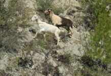 La Comunidad presenta al Ministerio proyectos por valor de 10,4 millones para mejorar la biodiversidad en la Región de Murcia