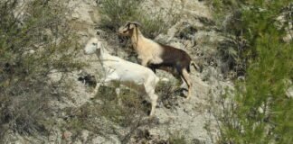 La Comunidad presenta al Ministerio proyectos por valor de 10,4 millones para mejorar la biodiversidad en la Región de Murcia