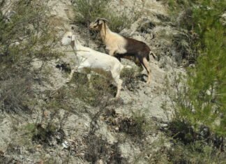 La Comunidad presenta al Ministerio proyectos por valor de 10,4 millones para mejorar la biodiversidad en la Región de Murcia