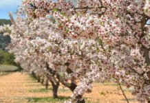 La Junta destina en sus nuevos presupuestos casi 90 millones al desarrollo rural de Andalucía