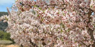 La Junta destina en sus nuevos presupuestos casi 90 millones al desarrollo rural de Andalucía