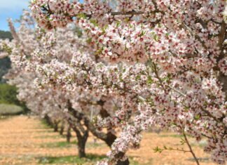 La Junta destina en sus nuevos presupuestos casi 90 millones al desarrollo rural de Andalucía