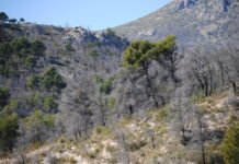 Transición Ecológica invierte 1.800.000 de euros en la recuperación forestal de la zona quemada en el incendio de Bejís en Castellón