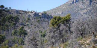 Transición Ecológica invierte 1.800.000 de euros en la recuperación forestal de la zona quemada en el incendio de Bejís en Castellón