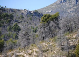 El gobierno valenciano aprueba ayudas a empresas agroalimentarias perjudicadas por los incendios forestales de julio y agosto de 2022