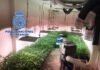 La Policía Nacional desarticula un grupo criminal dedicado a la plantación, cultivo y distribución de marihuana a nivel nacional e internacional