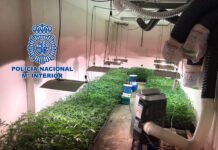 La Policía Nacional desarticula un grupo criminal dedicado a la plantación, cultivo y distribución de marihuana a nivel nacional e internacional