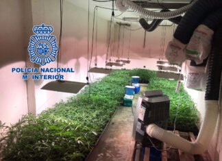 La Policía Nacional desarticula un grupo criminal dedicado a la plantación, cultivo y distribución de marihuana a nivel nacional e internacional