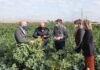 Murcia trabaja en prácticas de riego y fertilización que minimizan el estrés ambiental y nutricional de los productos