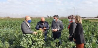 Murcia trabaja en prácticas de riego y fertilización que minimizan el estrés ambiental y nutricional de los productos