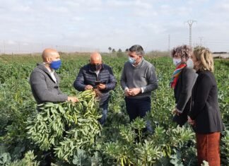 Murcia trabaja en prácticas de riego y fertilización que minimizan el estrés ambiental y nutricional de los productos