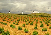 Castilla-La Mancha incrementó sus exportaciones agrarias en 2020 siendo el sector más importante de la economía manchega