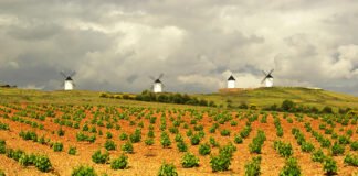 Castilla-La Mancha incrementó sus exportaciones agrarias en 2020 siendo el sector más importante de la economía manchega