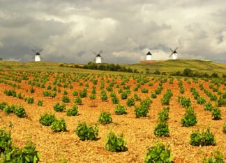 Castilla-La Mancha incrementó sus exportaciones agrarias en 2020 siendo el sector más importante de la economía manchega