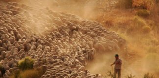 La Junta moviliza 139 millones para respaldar a la ganadería extensiva porque «es marca Andalucía»