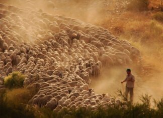 La Junta moviliza 139 millones para respaldar a la ganadería extensiva porque «es marca Andalucía»