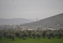 El Gobierno de Castilla-La Mancha amplía la declaración de emergencia cinegética temporal por daños de conejo de monte