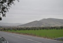 Castilla-La Mancha defiende propuestas “ambiciosas” en la nueva PAC que garanticen la rentabilidad del olivar de bajo rendimiento