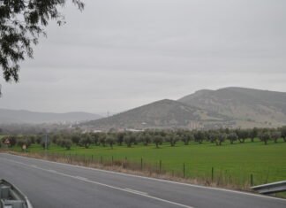 Castilla-La Mancha defiende propuestas “ambiciosas” en la nueva PAC que garanticen la rentabilidad del olivar de bajo rendimiento