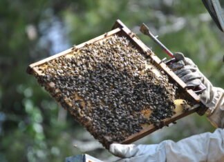 Extremadura ayudará a agricultores y ganaderos con un montante de 588.000.000 de euros en los próximos dos años