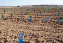 Murcia exige al Ministerio que priorice las inversiones de las comunidades de regantes para mejorar y modernizar la agricultura