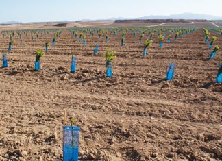 Murcia exige al Ministerio que priorice las inversiones de las comunidades de regantes para mejorar y modernizar la agricultura