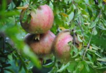 Agricultura presenta al sector agrario valenciano un estudio técnico que plantea introducir cláusulas de valor para favorecer precios dignos