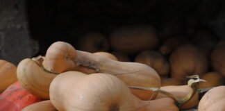 Más de 1.600 agricultores de Murcia se beneficiarán de la nueva convocatoria de ayudas de agroambiente y clima dotada con 8 millones de euros