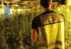 La Policía Nacional desmantela una macroplantación de marihuana con cerca de cinco mil plantas en diferentes puntos de España