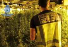 La Policía Nacional desmantela una macroplantación de marihuana con cerca de cinco mil plantas en diferentes puntos de España