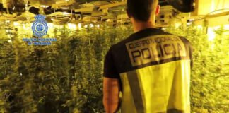 La Policía Nacional desmantela una macroplantación de marihuana con cerca de cinco mil plantas en diferentes puntos de España